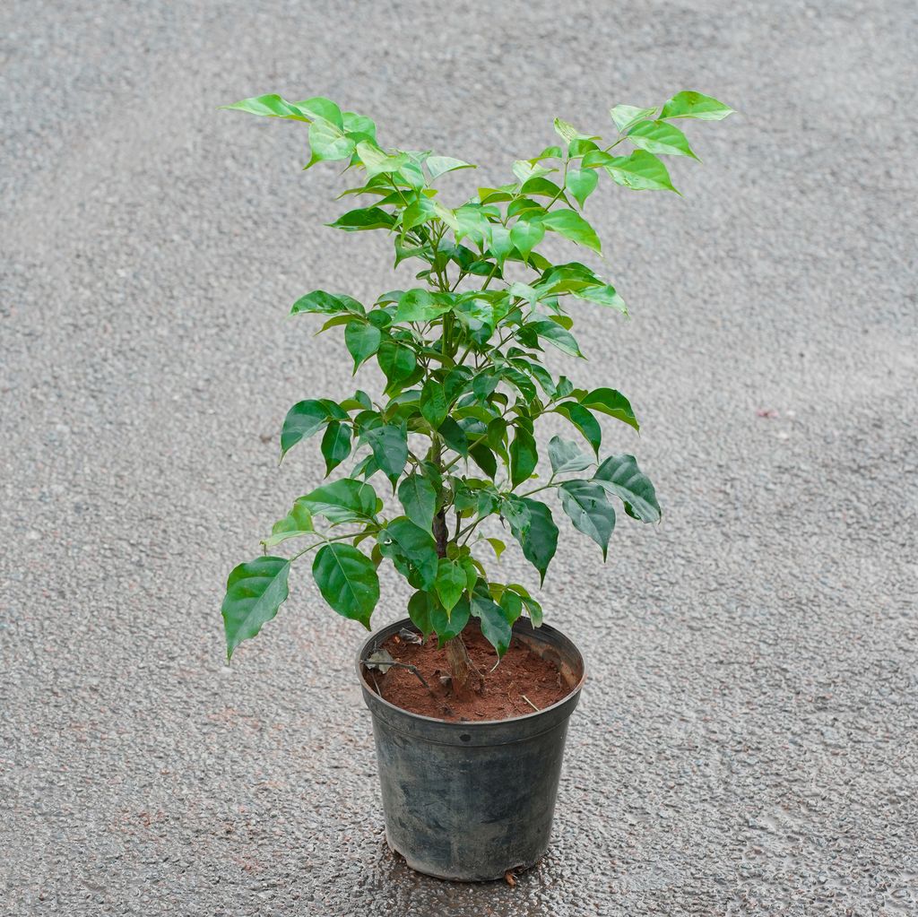 Buy China Doll / Radermachera in 6 Inch Nursery Pot Online | Urvann.com China Doll / Radermachera in 6 Inch Nursery Pot