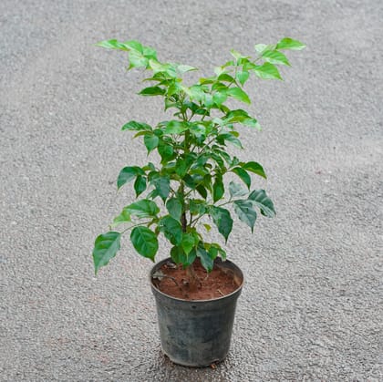 Buy China Doll / Radermachera in 6 Inch Nursery Pot Online | Urvann.com
