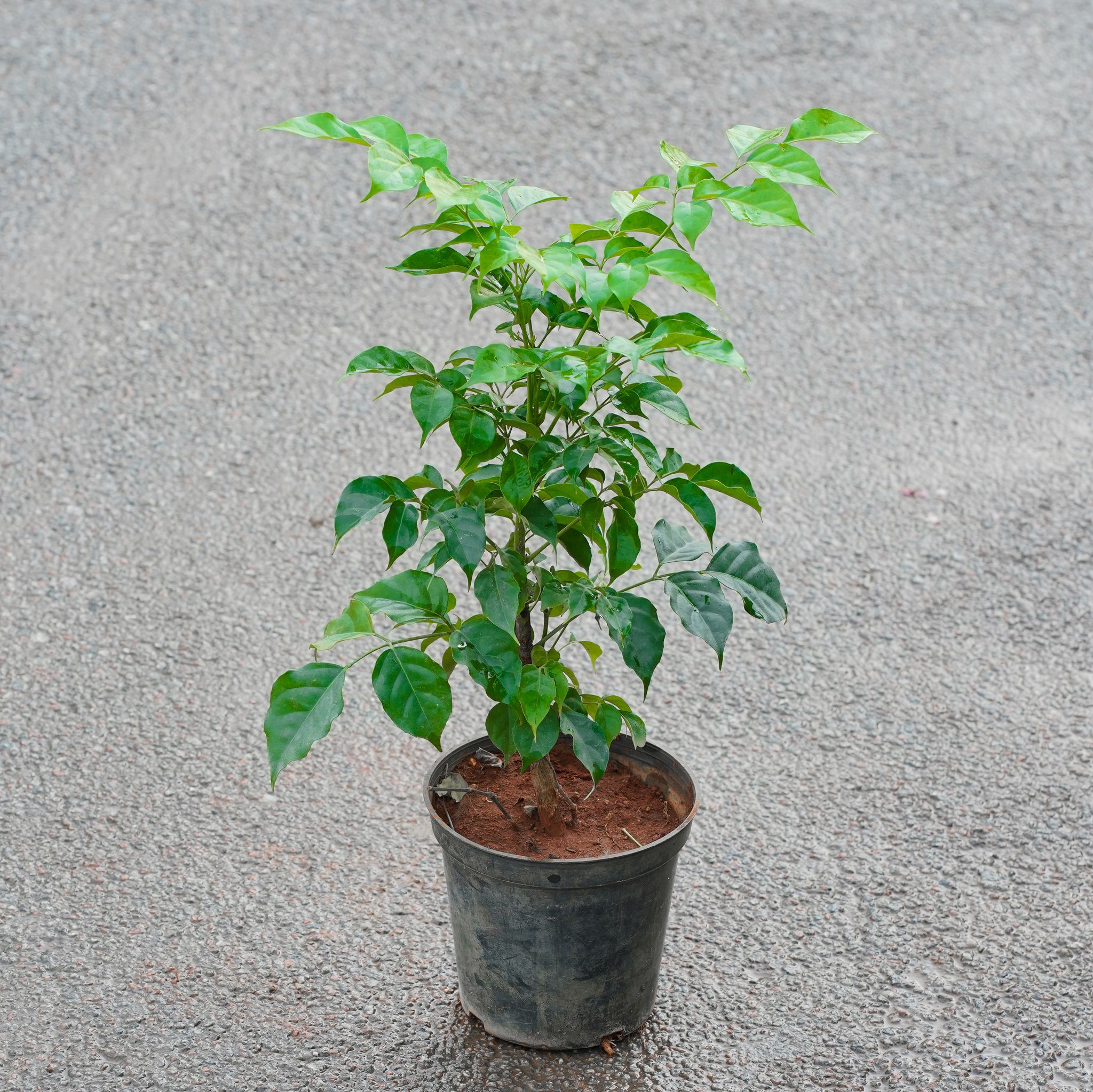 China Doll / Radermachera in 6 Inch Nursery Pot