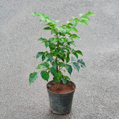 China Doll / Radermachera in 6 Inch Nursery Pot