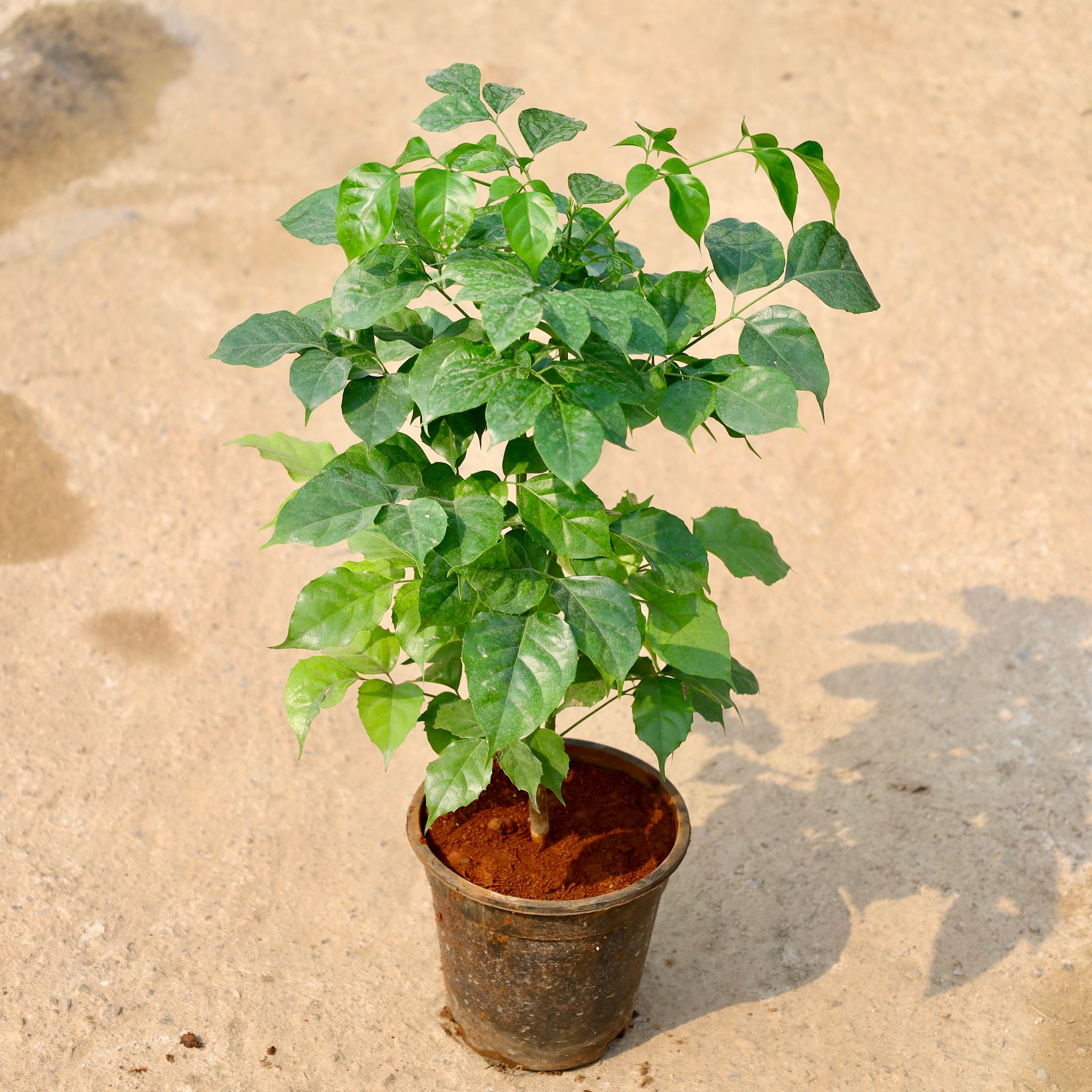 China Doll / Radermachera in 6 Inch Nursery Pot