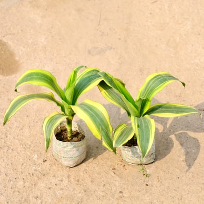 Buy Dracaena Victoria in 4 Inch Nursery Bag Online | Urvann.com