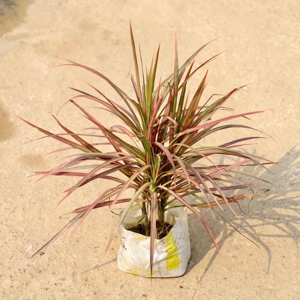 Dracaena Chloroma in 8 Inch Nursery Bag