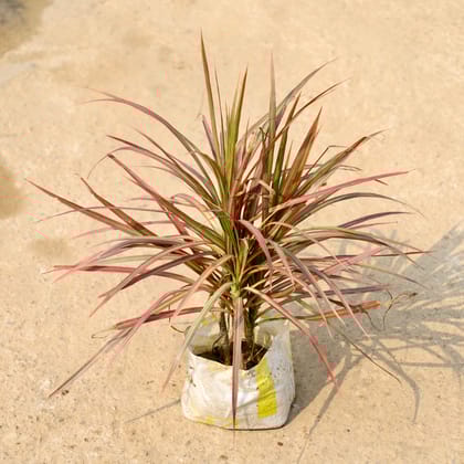 Buy Dracaena Chloroma in 8 Inch Nursery Bag Online | Urvann.com