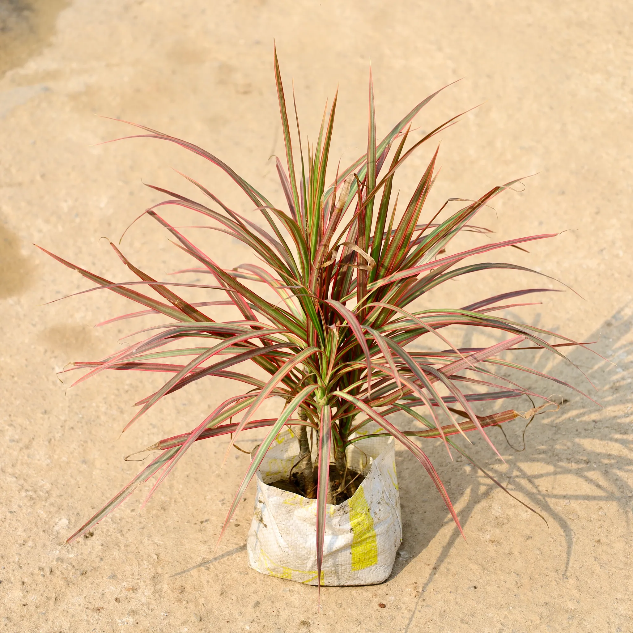 Dracaena Chloroma in 8 Inch Nursery Bag