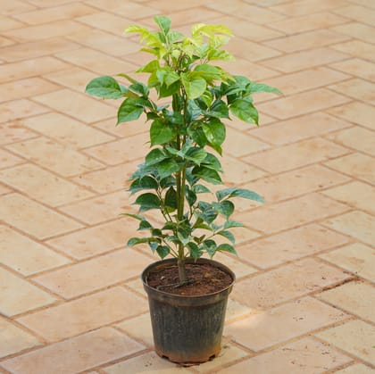 Buy China Doll / Radermachera in 5 Inch Nursery Pot Online | Urvann.com