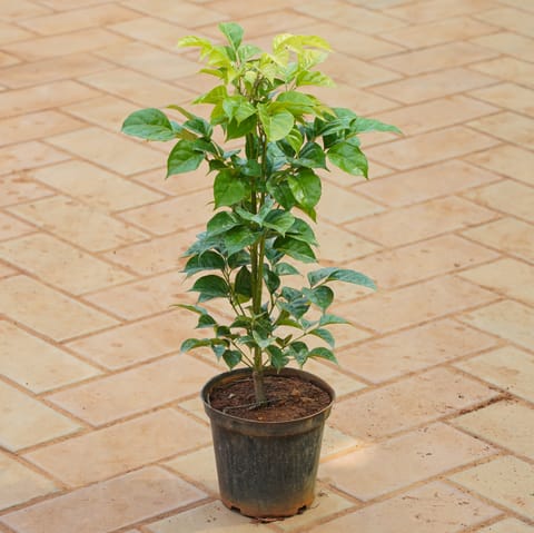 China Doll / Radermachera in 5 Inch Nursery Pot