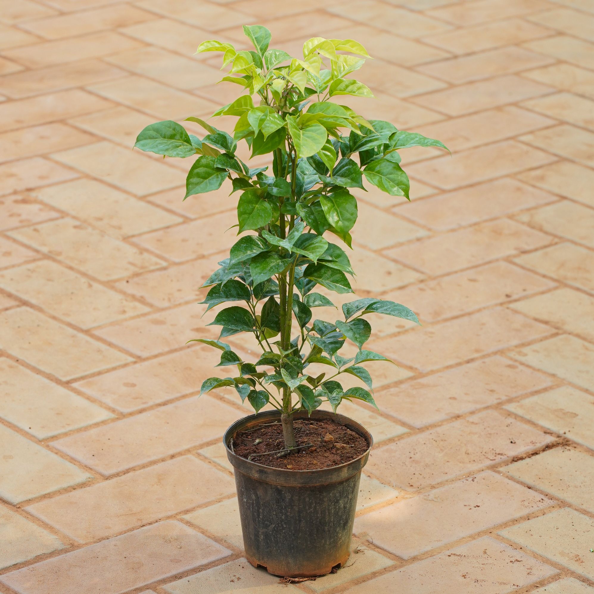 China Doll / Radermachera in 5 Inch Nursery Pot