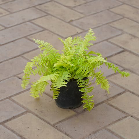 Fern Golden in 5 Inch Nursery Pot