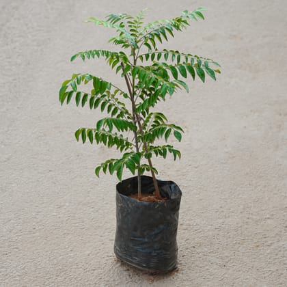 Buy Curry Patta in 6 Inch Nursery Bag Online | Urvann.com