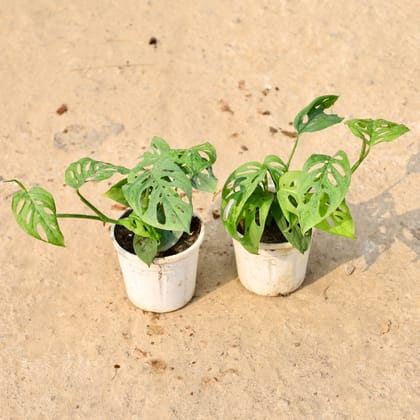 Buy Set of 2 - Monstera Broken Heart in 4 Inch Nursery Pot Online | Urvann.com