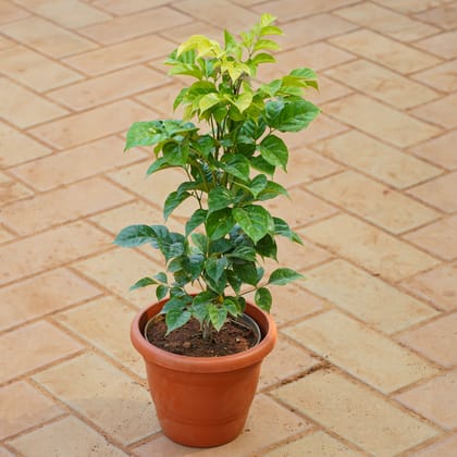 Buy Radermachera / China Doll in 7 Inch Red Classy Plastic Pot Online | Urvann.com