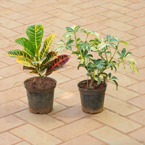 Set of 2 - Schefflera Variegated & Croton Petra in 5 Inch Nursery Pot