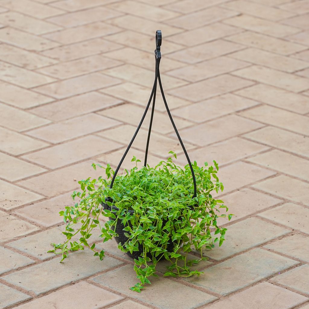Buy Turtle Wine in 6 Inch Black Hanging Basket Online | Urvann.com Turtle Wine in 6 Inch Black Hanging Basket