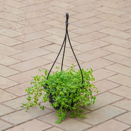 Buy Turtle Wine in 6 Inch Black Hanging Basket Online | Urvann.com