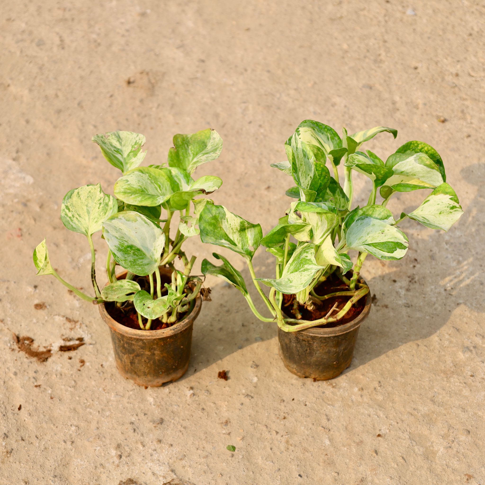 Set of 2 - Money Plant Marble in 4 Inch Nursery Pot