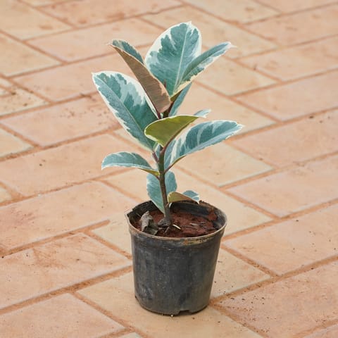 Rubber White in 4 Inch Nursery Pot