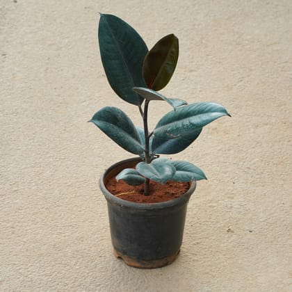 Buy Rubber Black in 5 Inch Nursery Pot Online | Urvann.com