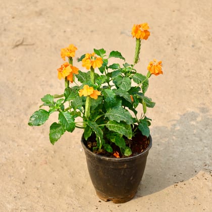 Buy Crossandra (Any Colour) in 6 Inch Nursery Pot Online | Urvann.com