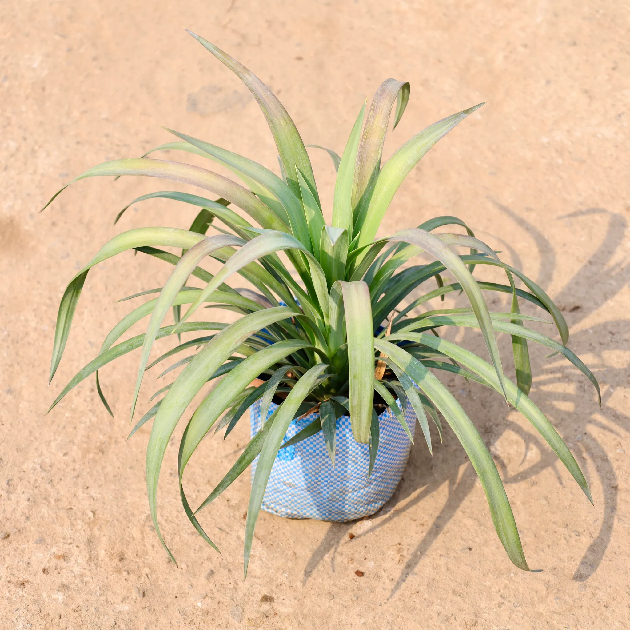 Yucca Glauca in 8 Inch Nursery Bag
