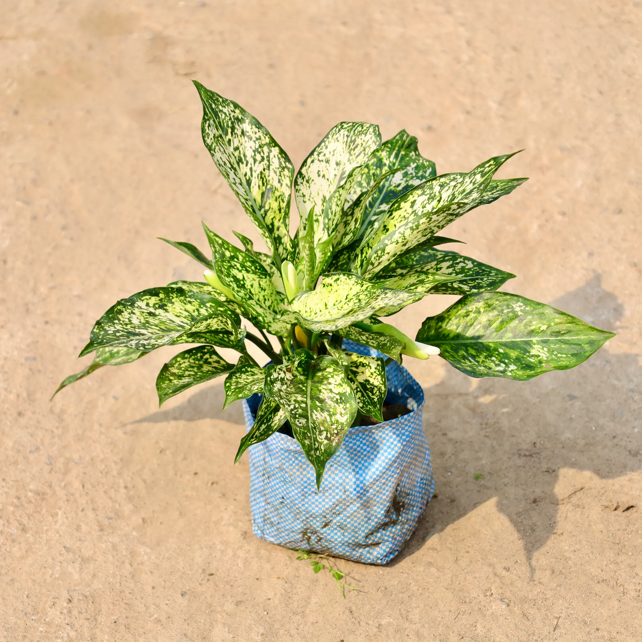 Aglaonema Snow White in 8 Inch Nursery Bag