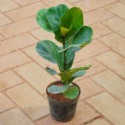 Buy Fiddle Leaf Fig / Ficus Lyrata in 5 Inch Nursery Pot Online | Urvann.com