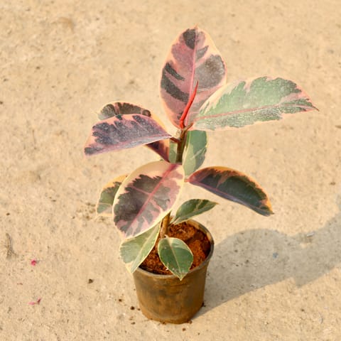 Rubber Variegated in 6 Inch Nursery Pot