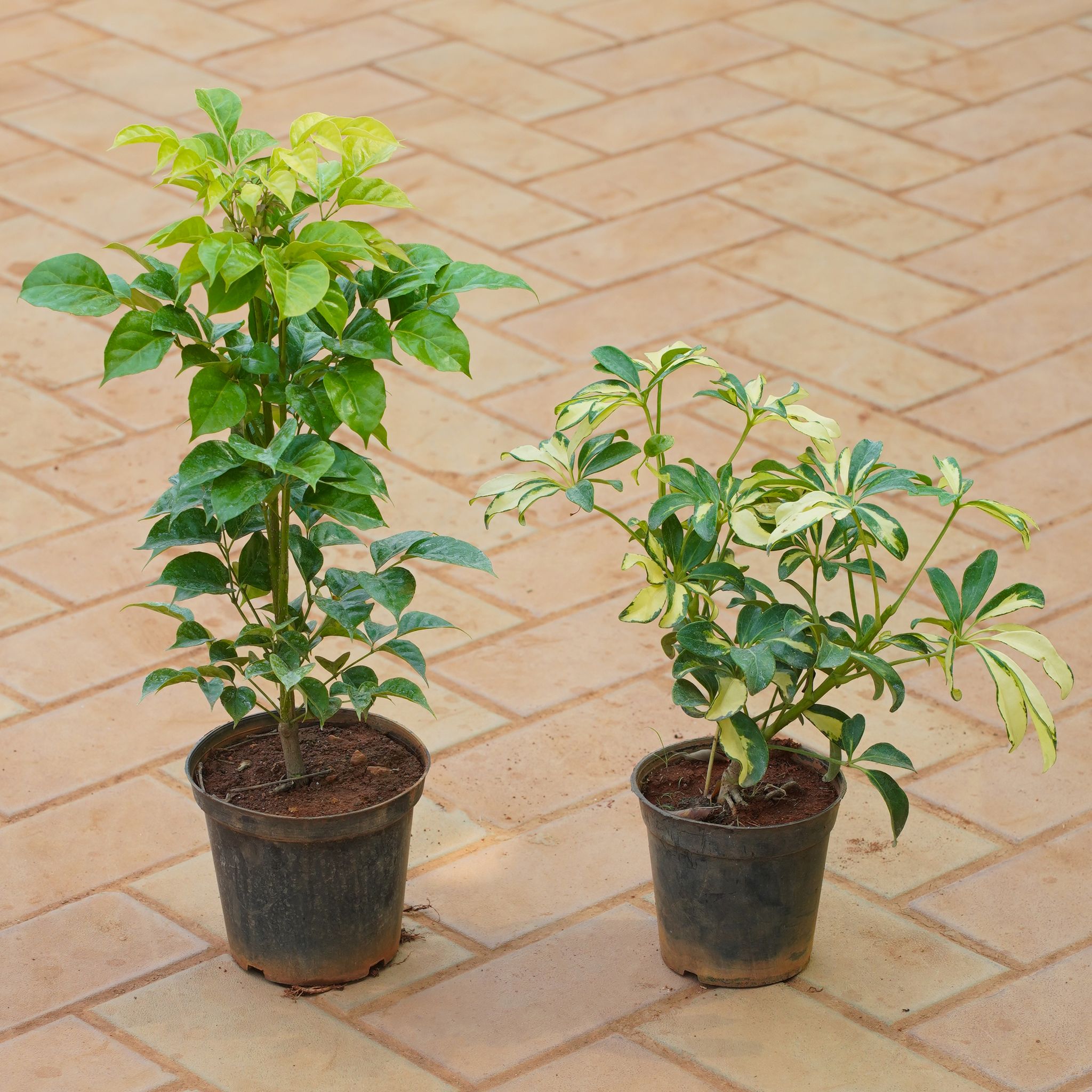 Set of 2 - China Doll / Radermachera & Schefflera Variegated in 5 Inch Nursery Pot