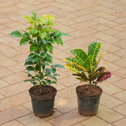 Set of 2 - China Doll / Radermachera & Croton Petra in 5 Inch Nursery Pot