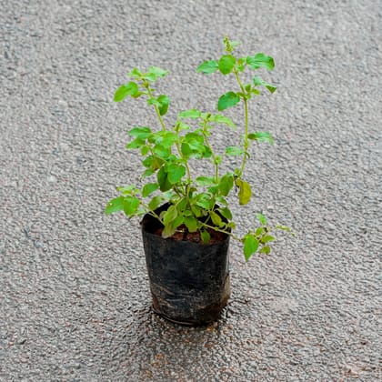 Buy Rama Tulsi in 3 Inch Nursery Bag Online | Urvann.com