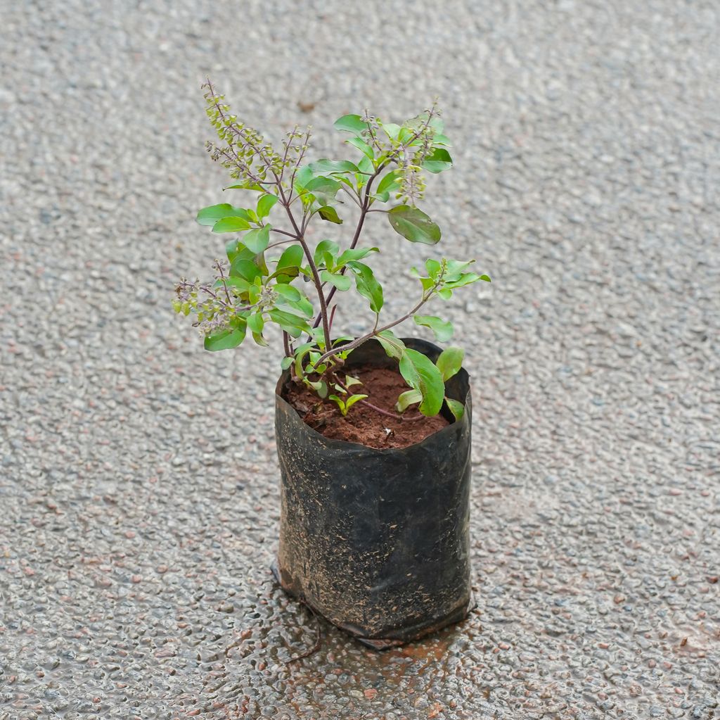 Shyama Tulsi in 3 Inch Nursery Bag