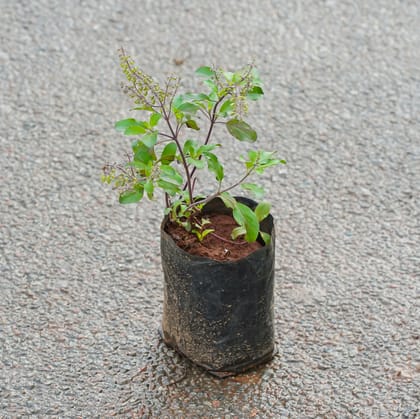 Buy Shyama Tulsi in 3 Inch Nursery Bag Online | Urvann.com