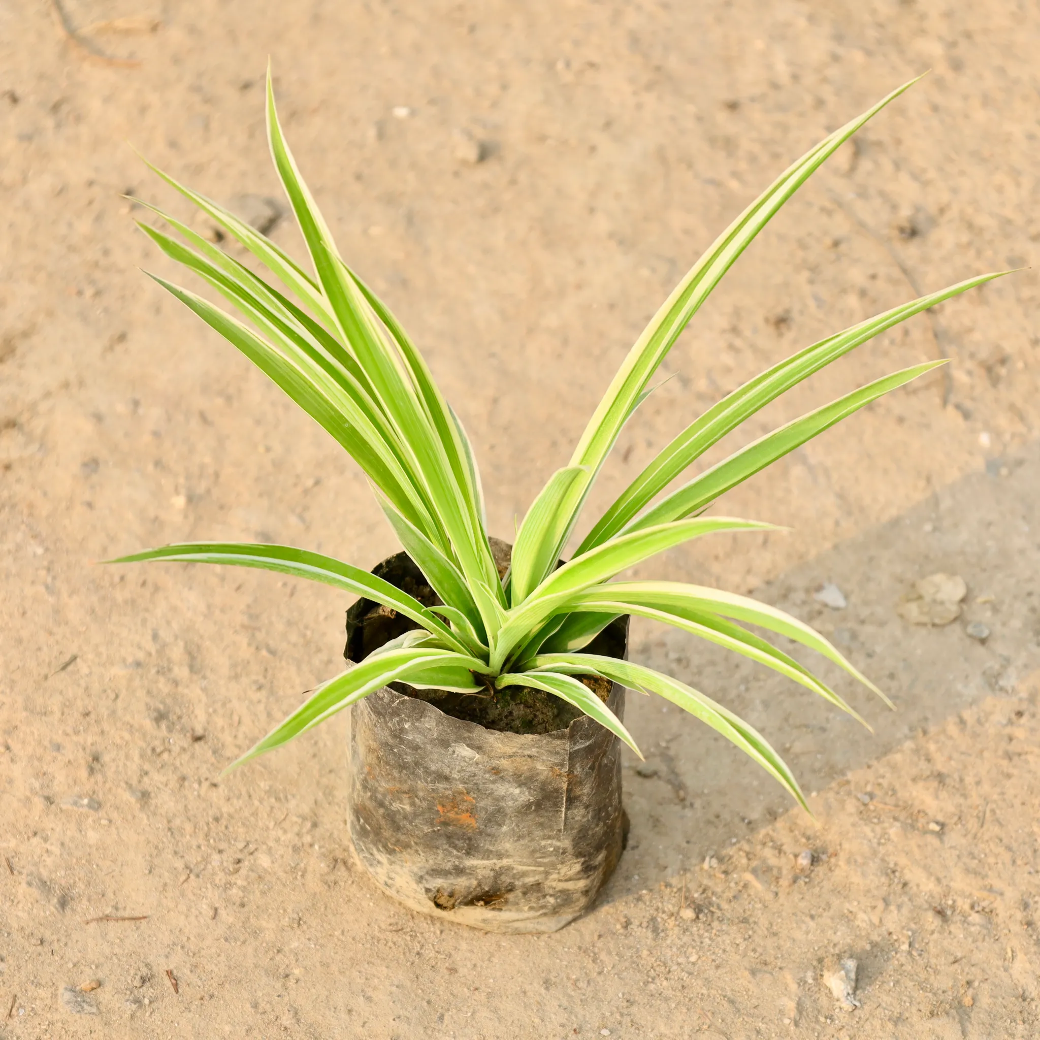 Spider Plant in 4 Inch Nursery Bag