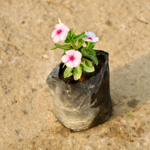 Periwinkle / Vinca / Sadabahar (Any Colour) in 4 Inch Nursery Bag