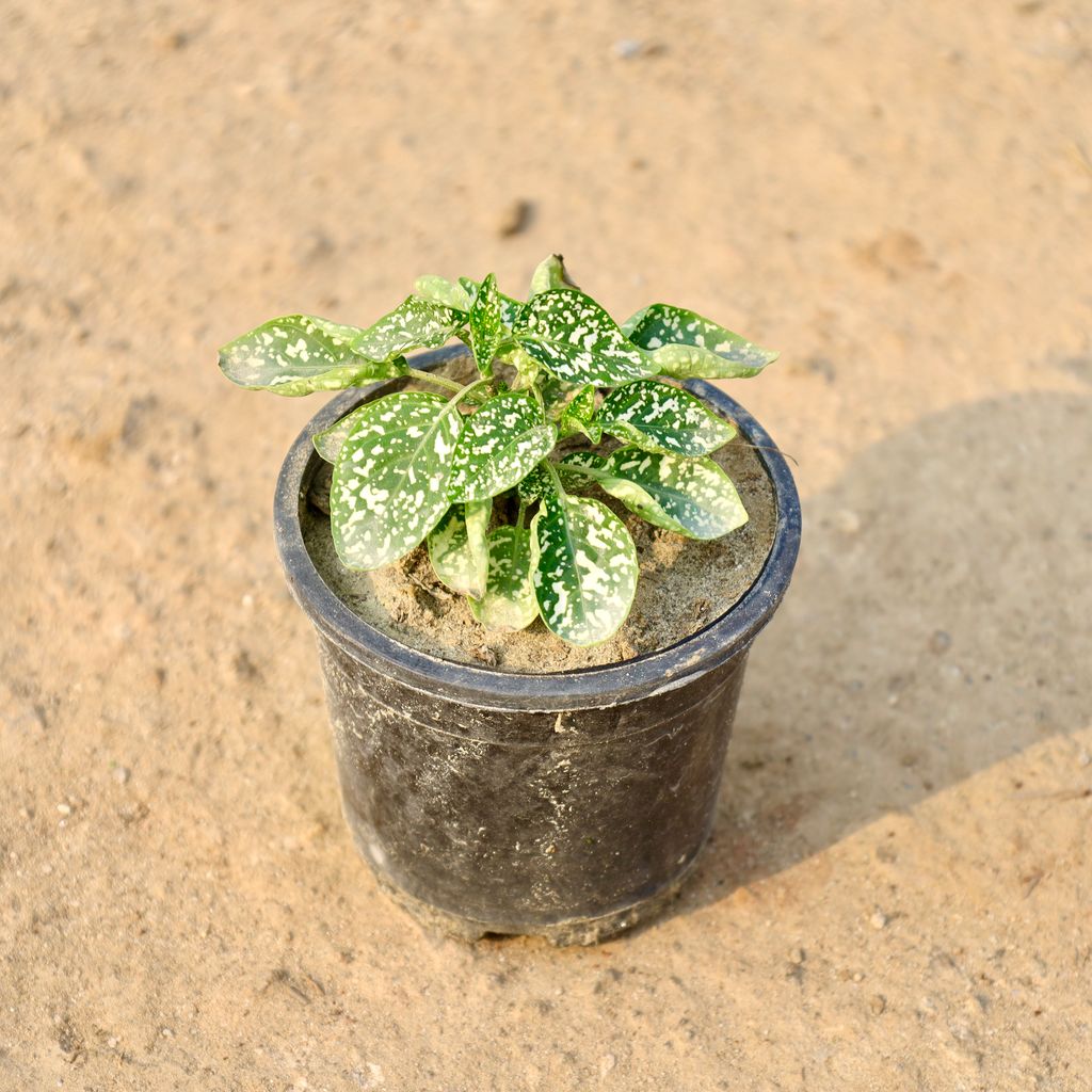 Buy Hypoestes / Polka Dot (Any Colour) in 4 Inch Nursery Pot Online | Urvann.com Hypoestes / Polka Dot (Any Colour) in 4 Inch Nursery Pot