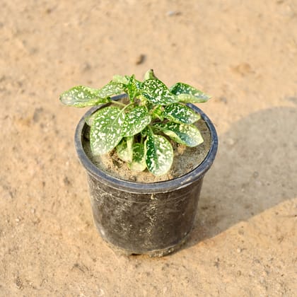 Buy Hypoestes / Polka Dot (Any Colour) in 4 Inch Nursery Pot Online | Urvann.com