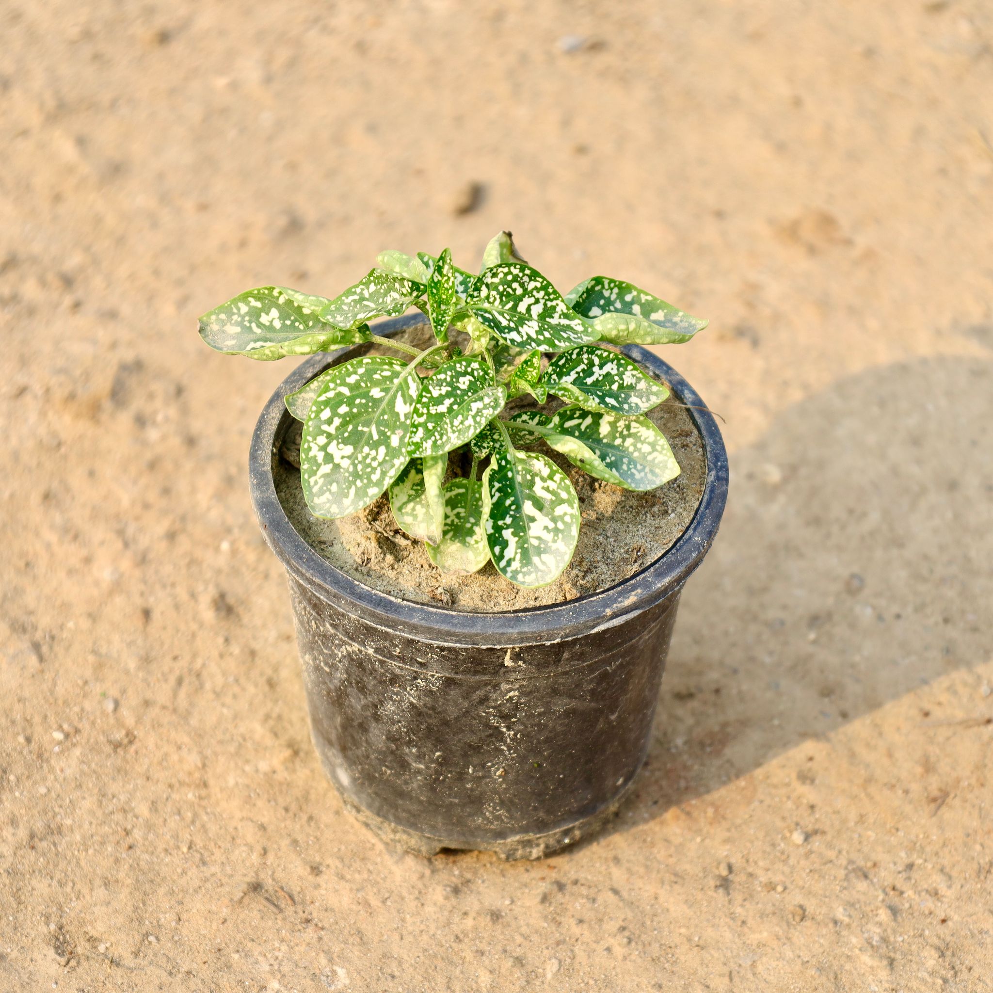 Hypoestes / Polka Dot (Any Colour) in 4 Inch Nursery Pot