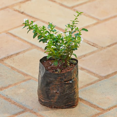 Cuphea White / False Heather in 4 Inch Nursery bag