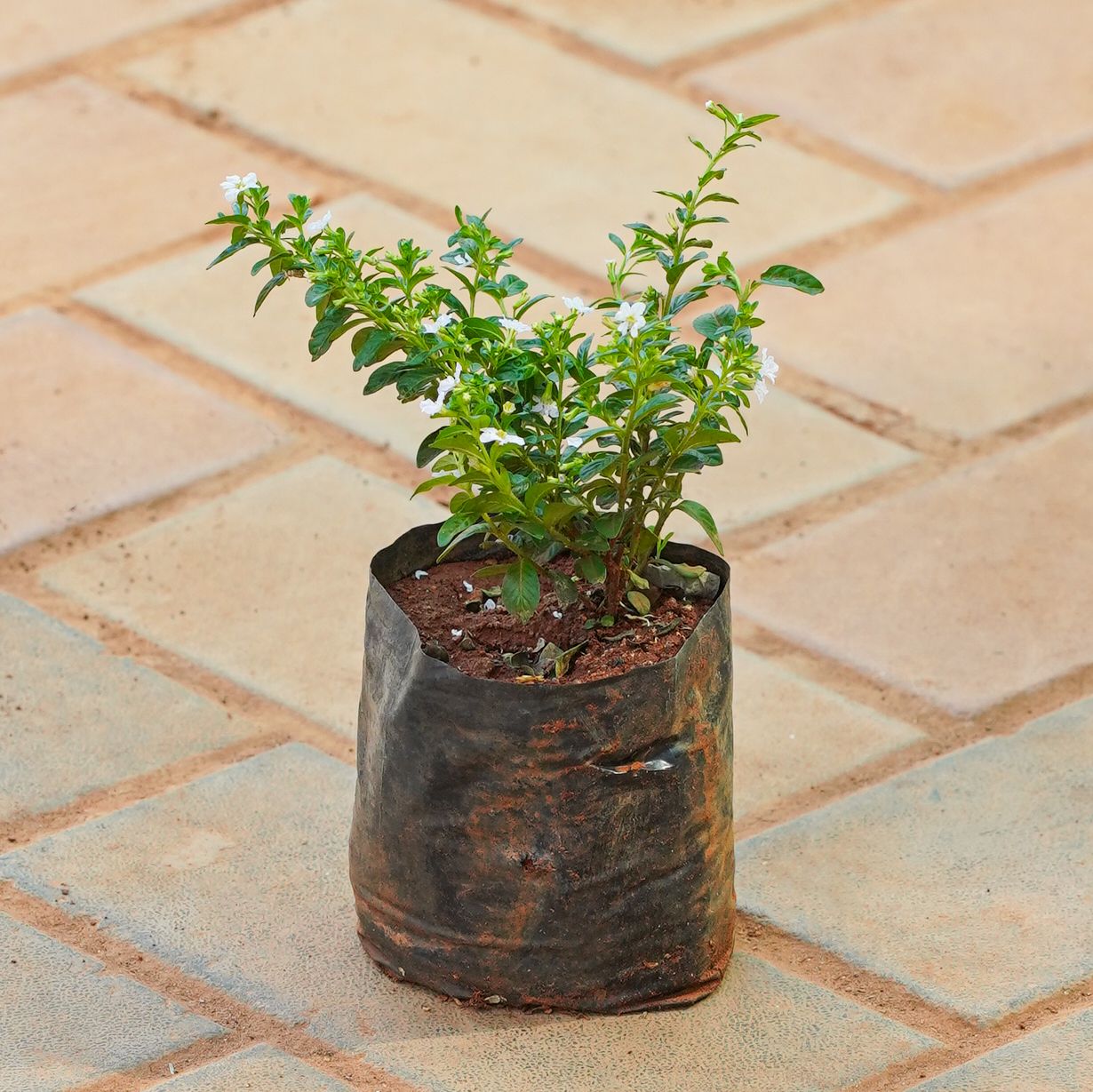 Cuphea White / False Heather in 4 Inch Nursery bag