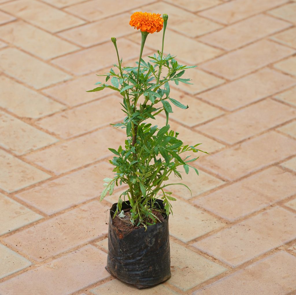 Buy Marigold / Genda (Any Colour) in 4 Inch Nursery bag Online | Urvann.com Marigold / Genda (Any Colour) in 4 Inch Nursery bag