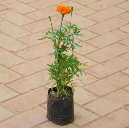 Buy Marigold / Genda (Any Colour) in 4 Inch Nursery bag Online | Urvann.com