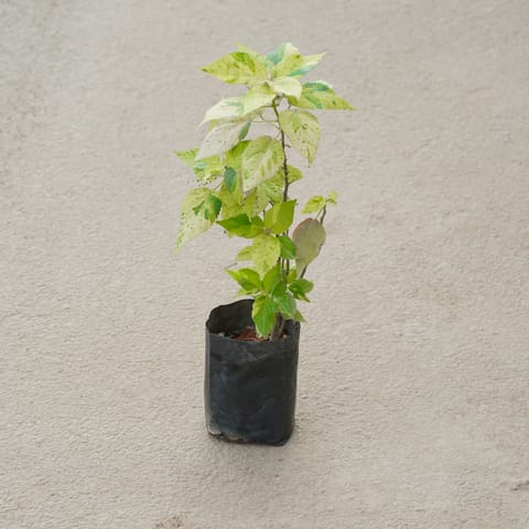 Acalypha Green in 4 Inch Nursery Bag