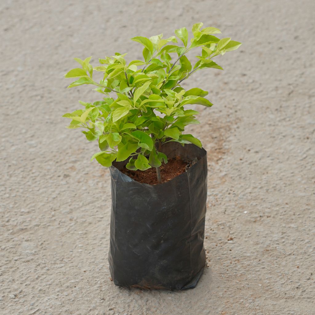 Buy Duranta in 4 Inch Nursery Bag Online | Urvann.com Duranta in 4 Inch Nursery Bag