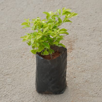 Buy Duranta in 4 Inch Nursery Bag Online | Urvann.com