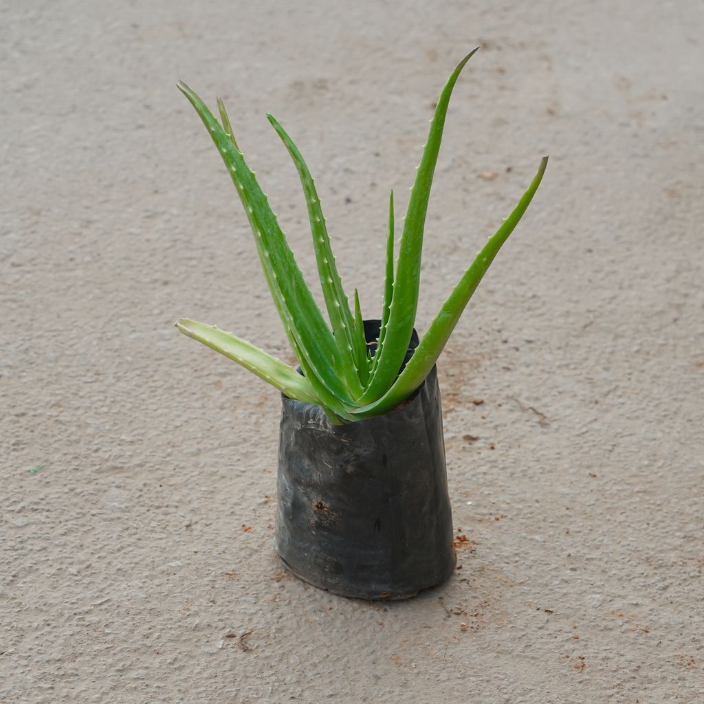 Buy Aloe Vera in 4 Inch Nursery Bag Online | Urvann.com Aloe Vera in 4 Inch Nursery Bag