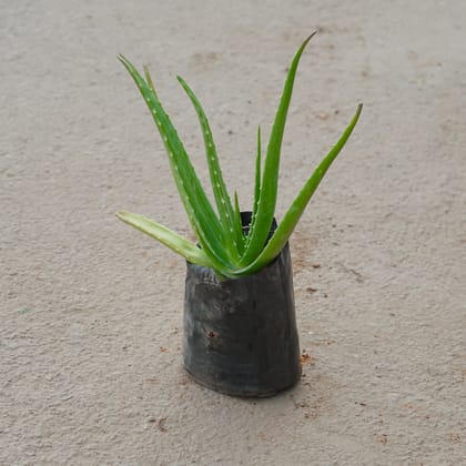 Buy Aloe Vera in 4 Inch Nursery Bag Online | Urvann.com