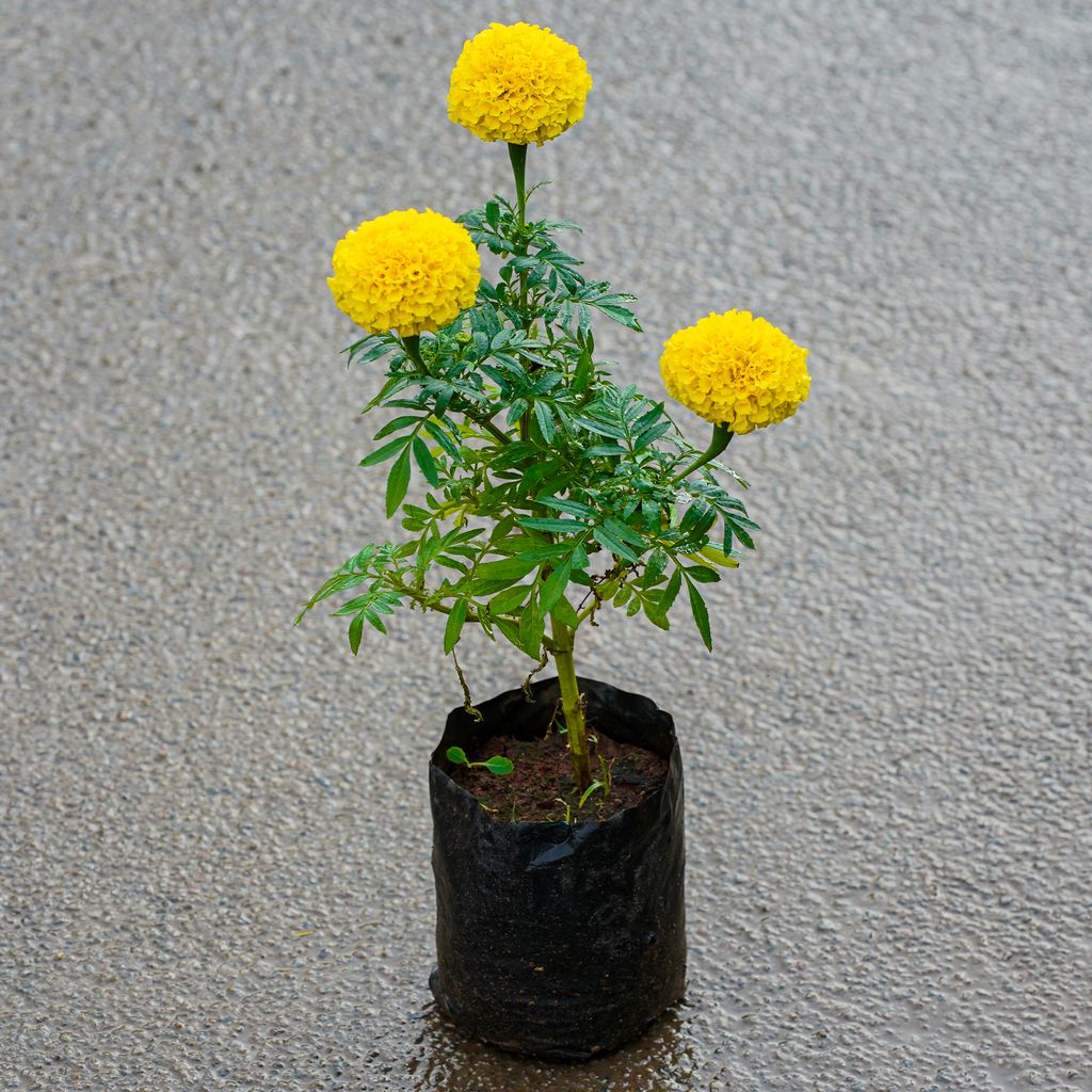 Buy Marigold in 4 Inch Nursery Bag Online | Urvann.com Marigold in 4 Inch Nursery Bag