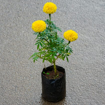 Buy Marigold in 4 Inch Nursery Bag Online | Urvann.com