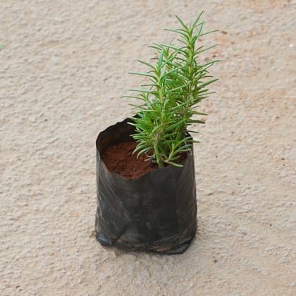 Buy Rosemary in 4 Inch Nursery Bag Online | Urvann.com