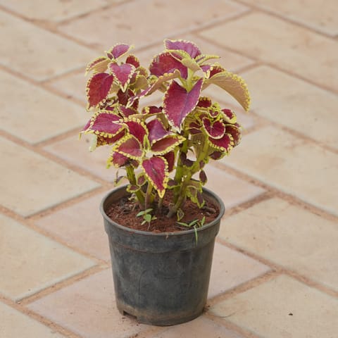 Coleus (Any Colour) in 4 Inch Nursery Pot